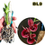 CATASETUM ( ORCHIDGLADE X PENANG "VINHO" ) PRÉ ADULTA - RAIZ NUA - comprar online