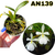 MUDA PEQUENA MILTONIA MORELIANA ALBA COM AVARIAS