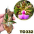 MUDA PEQUENA CATTLEYA ACLANDIAE NO TOCO