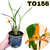 MINI MAXILLARIA CONSANGUINEA ADULTA