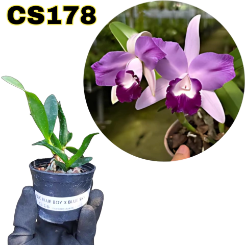 ORQUÍDEA MUDA PEQUENA BLC BLUE BOY X NOBILES BLUE SKY (COM AVARIAS) - comprar online