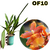 ODONTOCIDIUM CATATANTE ADULTA COM AVARIAS