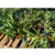 KIT 3 ONCIDIUM ADULTAS SEM ID COM AVARIAS (SORTIDAS) - RAIZ NUA