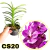 VANDA PAKCHONG BLUE X V. (KULTANA RUBY) PRÉ ADULTA COM AVARIAS
