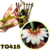 BULBOPHYLLUM DAISY CHAIN ADULTA NO LEQUE COM AVARIAS - comprar online