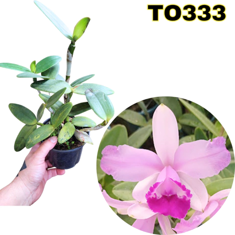 ORQUÍDEA CATTLEYA INTERMEDIA MARGINATA FLAMEA ADULTA (COM AVARIAS) - comprar online