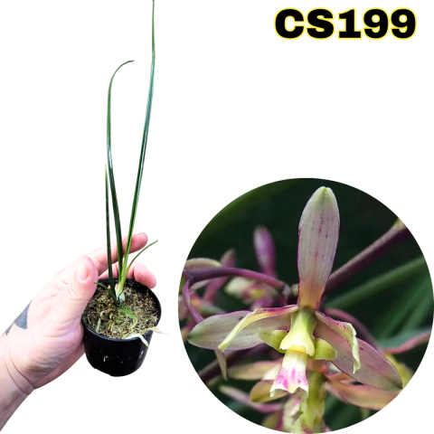 ORQUÍDEA ENCYCLIA CYPERIFOLIA PRÉ-ADULTA - comprar online