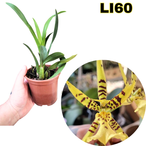 ORQUÍDEA BRASSIA TAKANASHI PRÉ-ADULTA - comprar online