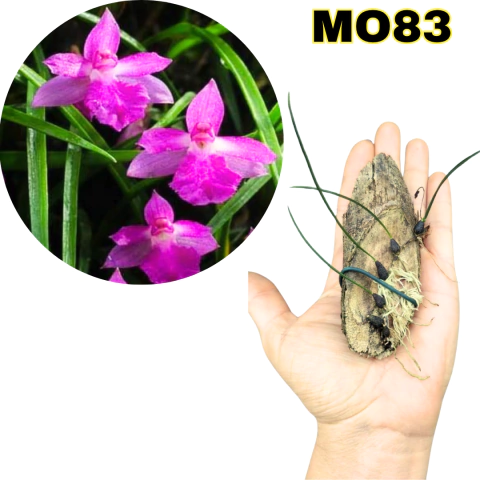 CORTE MICRO ORQUÍDEA ISABELIA PULCHELLA - comprar online