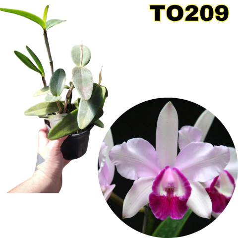 ORQUÍDEA CATTLEYA INTERMEDIA MARGINATA ADULTA (COM AVARIAS) - comprar online