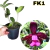 CATTLEYA LEOPOLDII DARK PRINCESS X LILACINA ADULTA - SEM VASO - COM AVARIAS