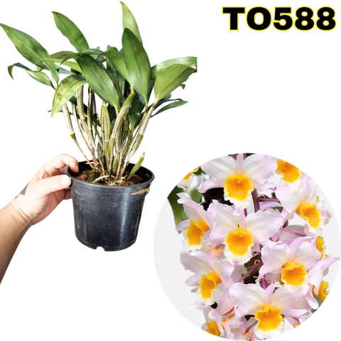ORQUÍDEA DENDROBIUM FARMERI PRE ADULTA - comprar online