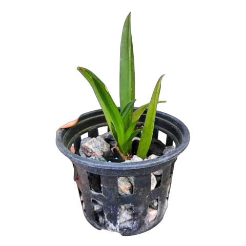 ORQUÍDEA MINI ONCIDIUM EQUITANTE (TOLUMNIA) ADULTA COM (COM AVARIAS) - comprar online
