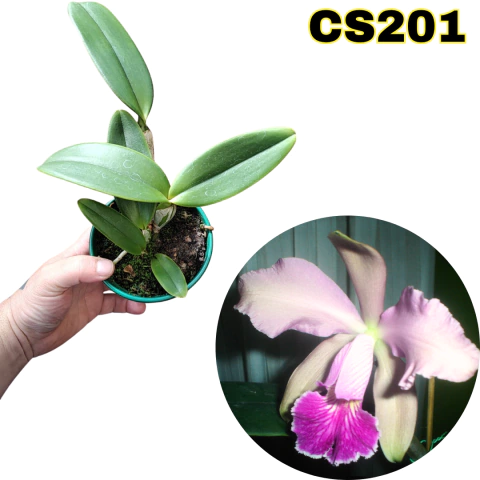 ORQUÍDEA CATTLEYA WHITEI TIPO PRÉ-ADULTA - comprar online