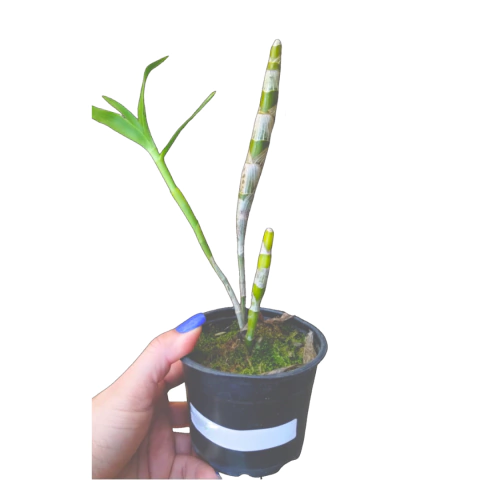 ORQUÍDEA ATACADO --- KIT 100 MUDAS PEQUENININHAS DE - comprar online