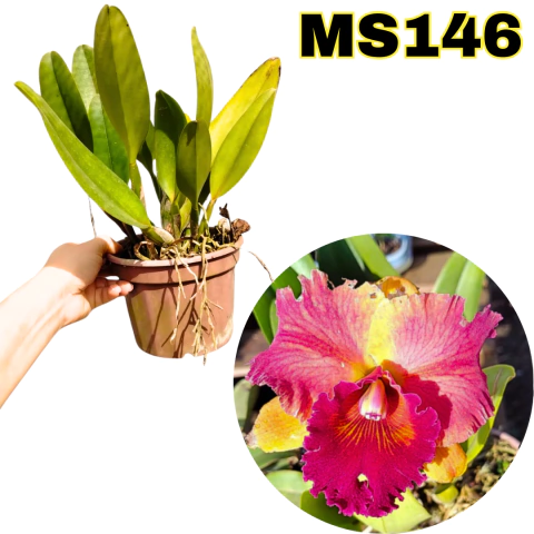 ORQUÍDEA CATTLEYA HALL OF FAME ADULTA (COM AVARIAS) - comprar online