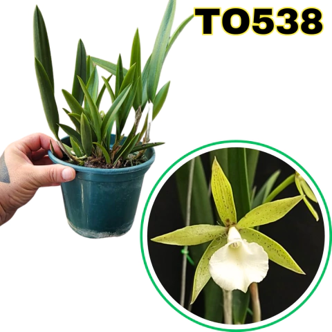 BC PLOENPIT STAR ADULTA