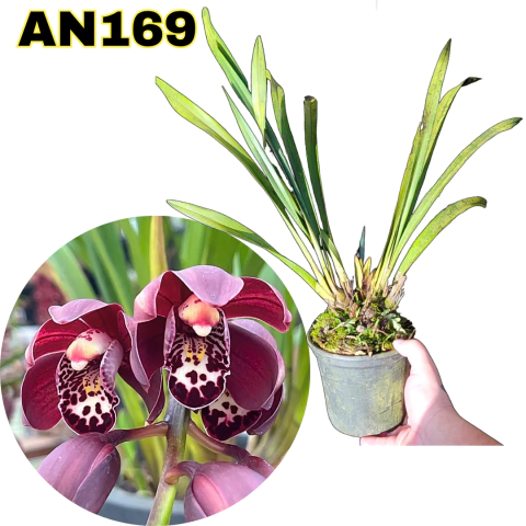 ORQUÍDEA CYMBIDIUM PENDENTE KIWI MIDNIGHT ADULTA (COM AVARIAS) - comprar online