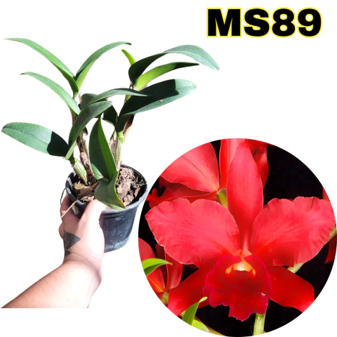 Orquídea nobiles bruno bruno adulta com avarias - comprar online