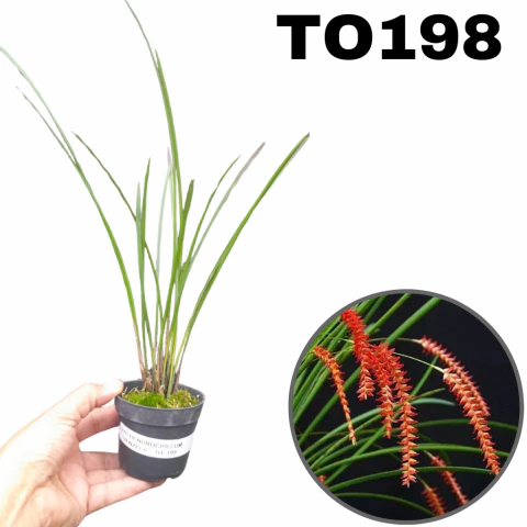 ORQUÍDEA DENDROCHILUM WENZELII PRÉ ADULTA (MINI ORQUÍDEA)