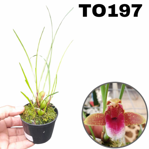 ORQUÍDEA MAXILLARIA SANGUINEA ADULTA MINI ORQUIDEA