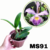 CATTLEYA WHITEI COERULEA PRÉ ADULTA - comprar online