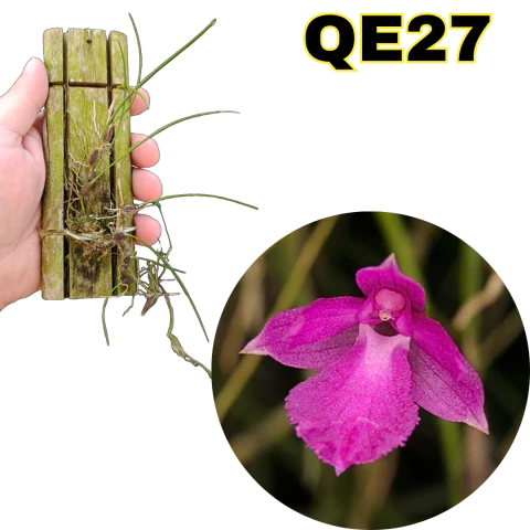 MICRO ORQUÍDEA ISABELIA PULCHELLA ADULTA NA MADEIRA - comprar online