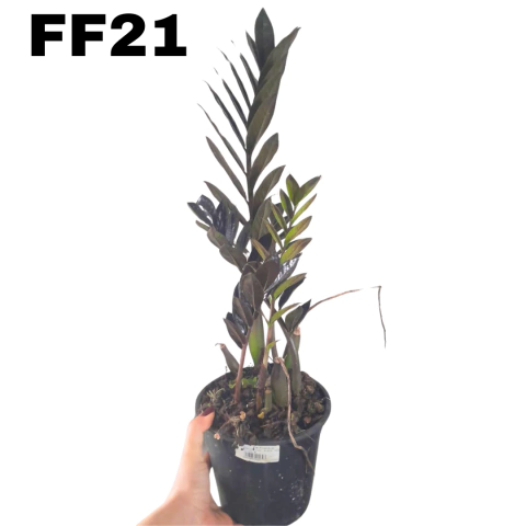 ORQUÍDEA PLANTA DA PROSPERIDADE --- ZAMIOCULCA NEGRA BLACK - comprar online