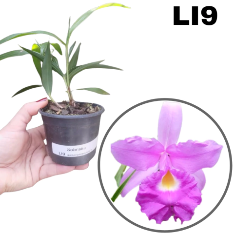 ORQUÍDEA MUDA PEQUENA ORQUÍDEA TERRESTRE SOBRALIA TIPO COM (COM AVARIAS) - comprar online