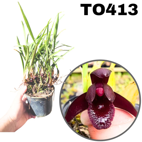ORQUÍDEA TOUCEIRA MAXILLARIA SCHUNKEANA ADULTA - comprar online