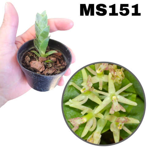 ORQUÍDEA MUDA PEQUENA EPIDENDRUM VESICATUM - comprar online