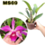 LAELIA PURPURATA X CATTLEYA VIOLACEA ADULTA COM AVARIAS - EM FLORAÇÃO - comprar online