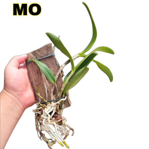 RESERVA DE ORQUÍDEA - CORTE DE CATTLEYA SEM ID (COM AVARIAS) - comprar online