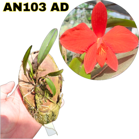ORQUÍDEA SOPHRONITIS COCCINEA ADULTA --- NO TOCO (COM AVARIAS) - comprar online