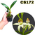 MUDA PEQUENA PROSTHECHEA TRULLA COM AVARIAS - comprar online