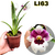 MILTONIOPSIS ETHEL ADULTA COM AVARIAS - comprar online