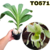 CATASETUM CLOWESIA DODSONIANA ADULTA COM AVARIAS - SEM VASO - comprar online