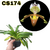 SAPATINHO PAPHIOPEDILUM INSIGNE ADULTA COM AVARIAS - comprar online