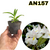 MINI RODRIGUEZIA BRACTEATA PRE ADULTA - comprar online