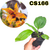 STANHOPEA TIGRINA PREDATOR X WOLTERIANA PRÉ ADULTA COM AVARIAS - comprar online