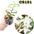 MUDA JOVEM DE DENDROBIUM ANOSMUM ALBA - comprar online