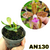 MUDA PEQUENA CATTLEYA GUTTATA TIPO - comprar online