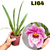 MILTONIOPSIS KEIKO KUMODA PINK ADULTA COM AVARIAS - comprar online