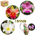 CAIXA 04 (CATTLEYAS SCHILL CRUZEIRO + AMAZ THAILAND + PASTORAL + BRINDE JONGHEANA NA MADEIRA) - comprar online