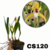 MINI MAXILLARIA RUPESTRIS ADULTA RAIZ NUA