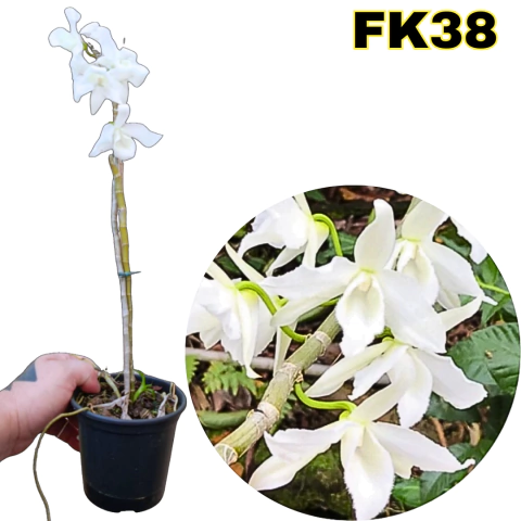 DENDROBIUM ANOSMUM ALBA ADULTA - comprar online