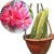 MUDA DE CACTO RABO DE GATO (CLEISTOCACTUS WINTERI) - RAIZ NUA