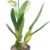 CATTLEYA ADULTA SORTIDA EM FLORAÇÃO