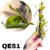ACIANTHERA TRANSLUCIDA PRÉ ADULTA COM AVARIAS (MINI ORQUÍDEA) - NO TOCO