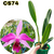 REFUGO - LAELIA PURPURATA LILÁS BIG FLAMEA PRÉ ADULTA